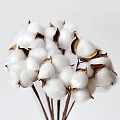 Ветки хлопка