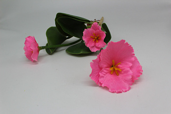 /tmp/v8_Lr0IIr_b416.IMG_3261