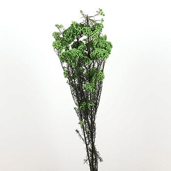 /tmp/v8_Lr0IIr_604c.А20-9 зеленый