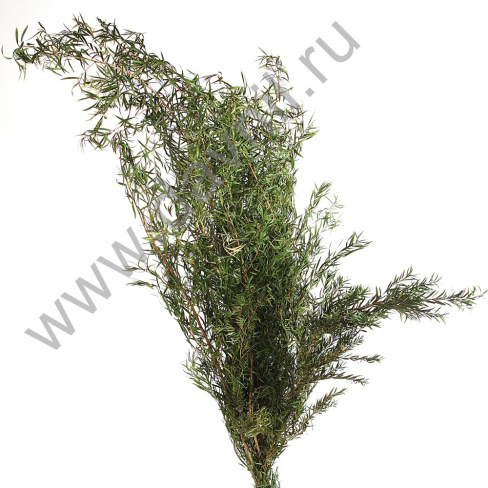 /tmp/v8_Lr0IIr_442d.А20-12 зеленый