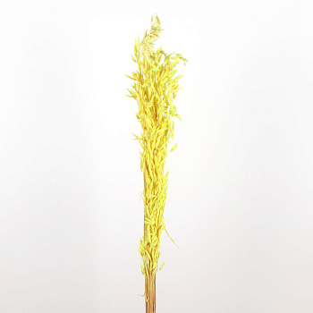 /tmp/v8_Lr0IIr_6045.А20-21 желтый